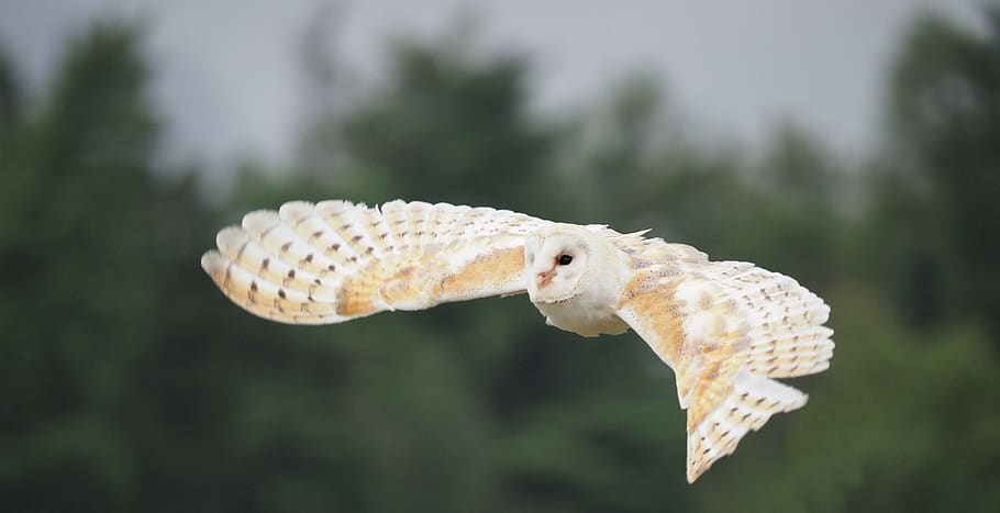 bird, animal, owl, barn owl, wings, beak, feather, predator HD wallpaper