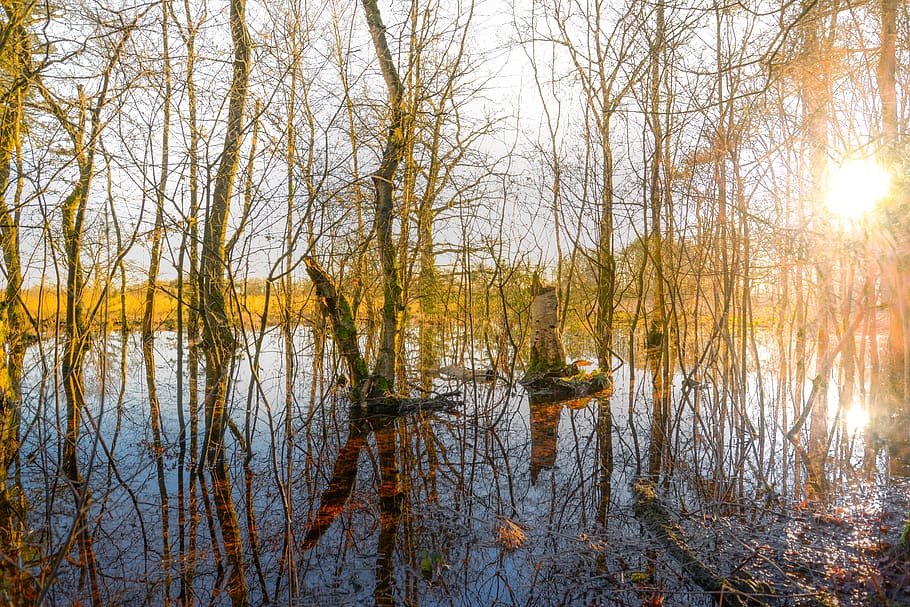 Trees In The Middle Of Body Of Water, daylight, drenthe, environment HD wallpaper
