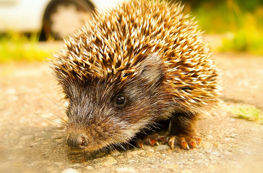 animal, animal themes, one animal, mammal, animal wildlife HD wallpaper