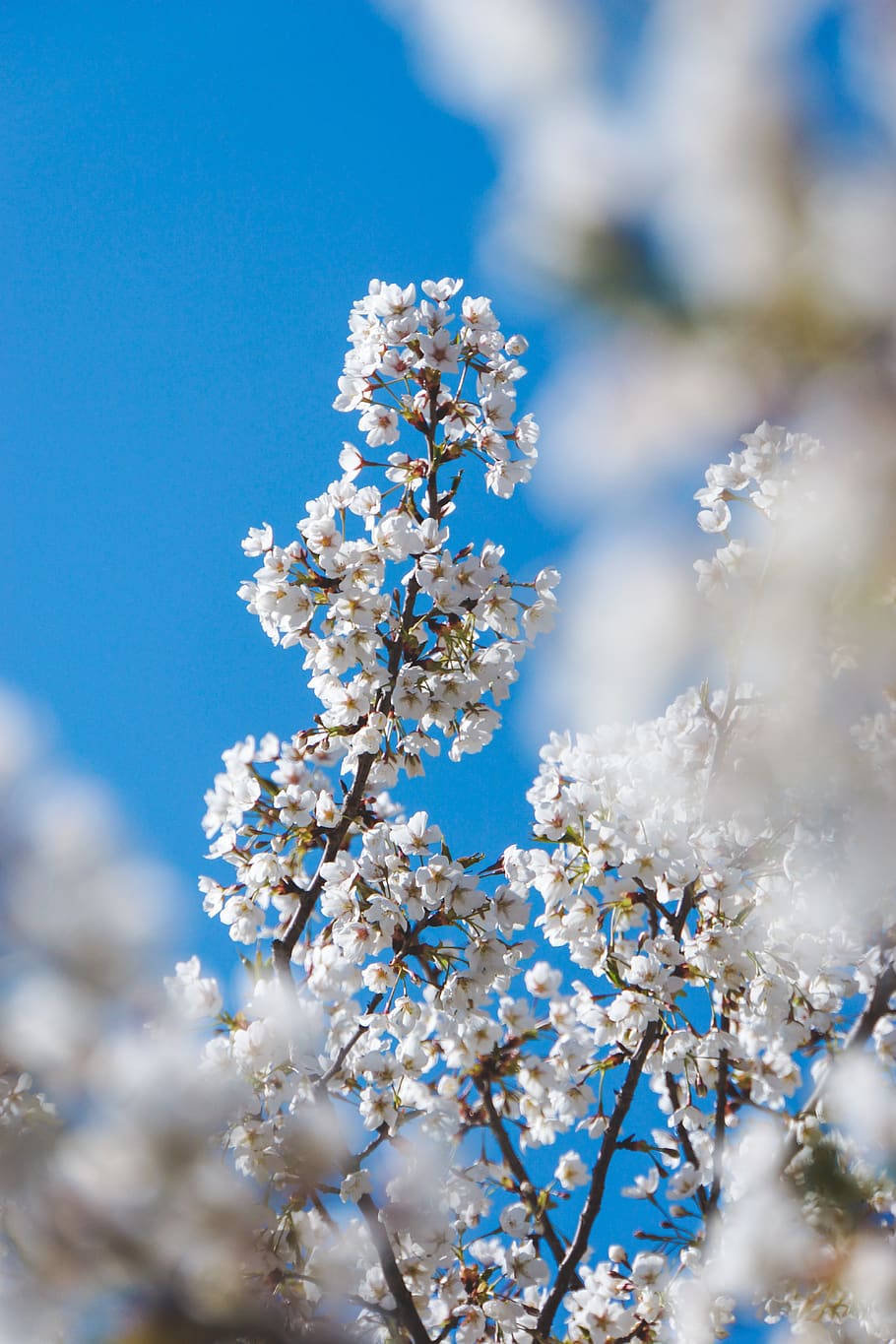 cherry blossom, flower, spring equinox, blue sky, white, light HD wallpaper