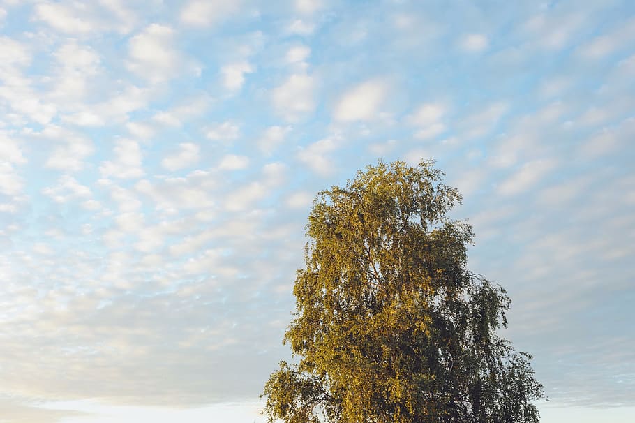 belgium, bouillon, rochehaut, cloud, tree, sky, sun, sunset HD wallpaper