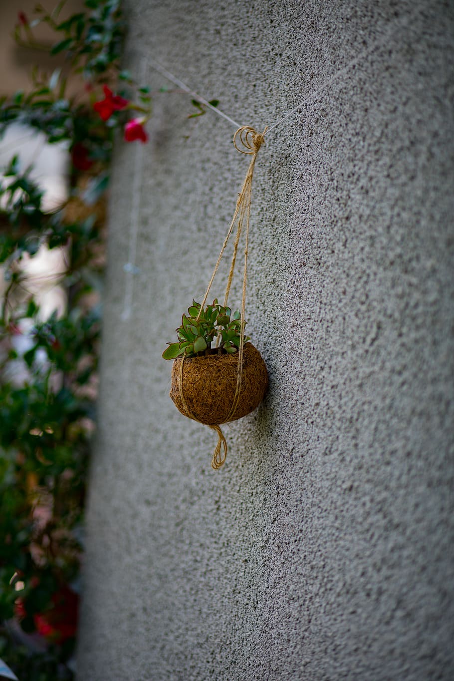 switzerland, geneva, wall - building feature, plant, hanging HD wallpaper