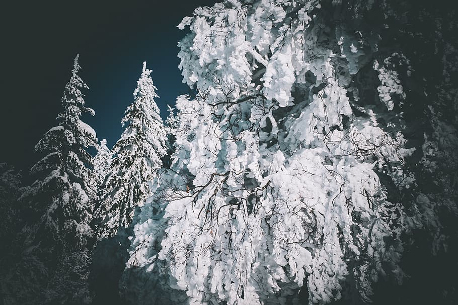 forest, winter, firs, trees, snowy, branches, frost, cold, winter mood HD wallpaper