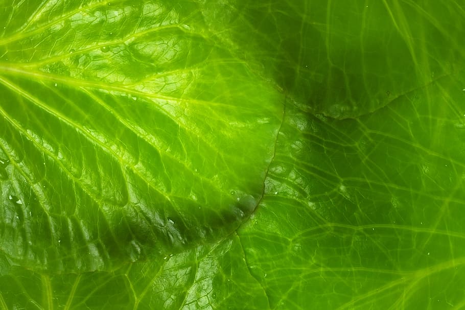 background, botany, flora, floral, flores, foliage, green, growing HD wallpaper