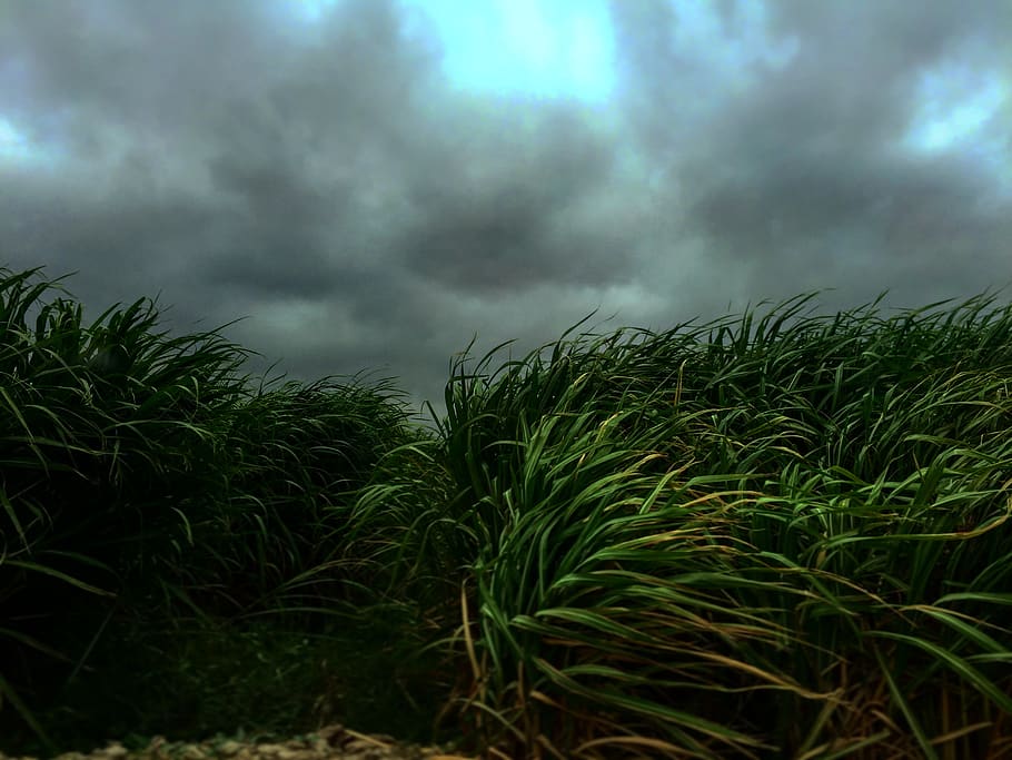 green linear-leafed plants under dark cloudy sky, cloud - sky HD wallpaper