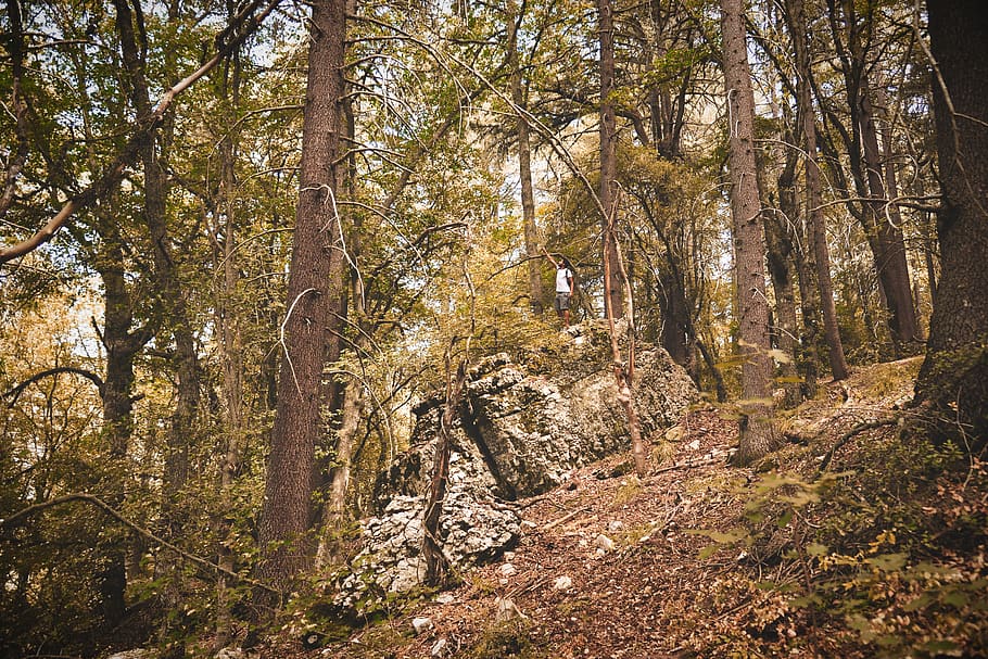 lebanon, tree, forest, plant, land, beauty in nature, tranquility HD wallpaper