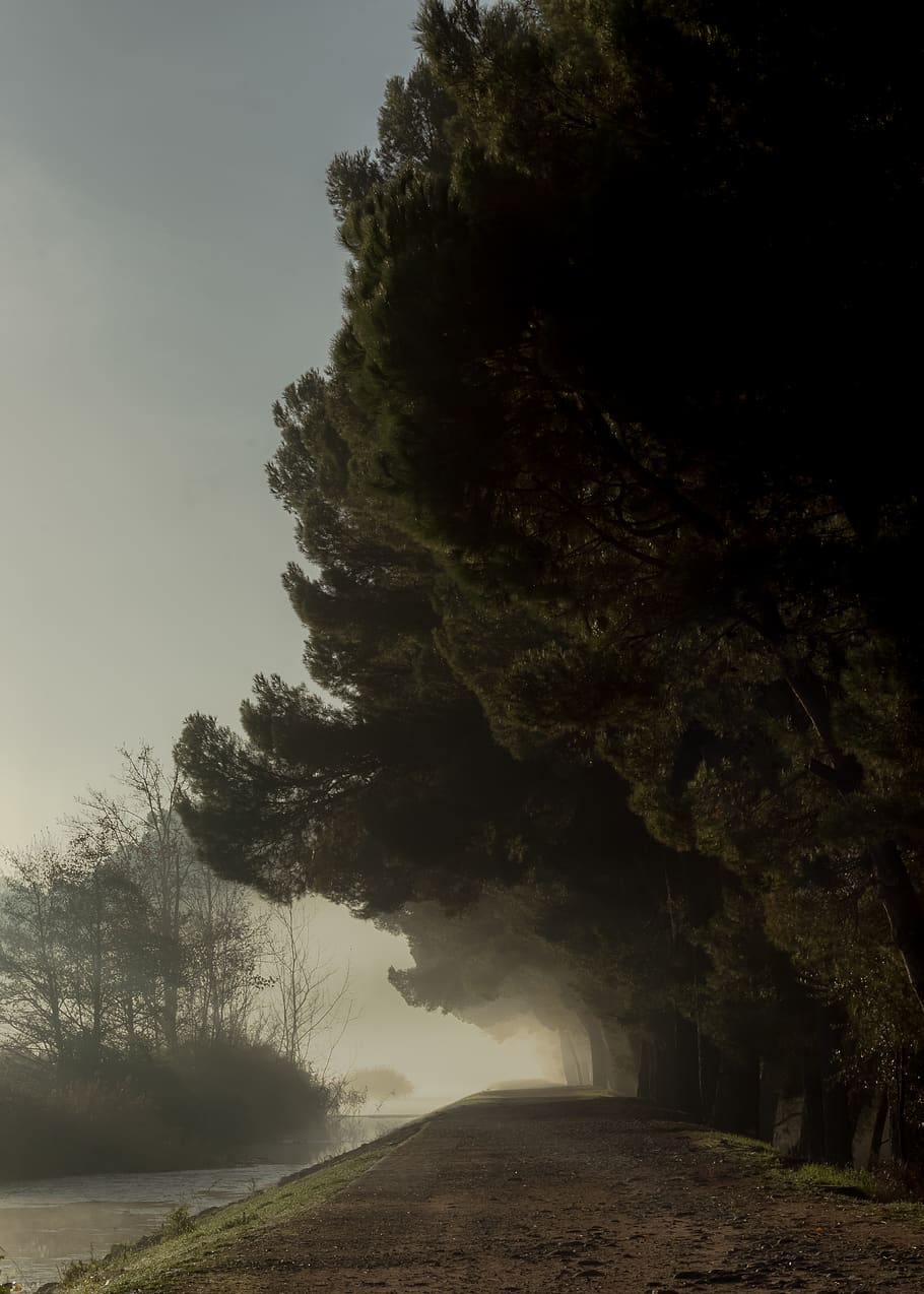 Empty Road, dawn, daylight, environment, fog, foggy, landscape HD wallpaper