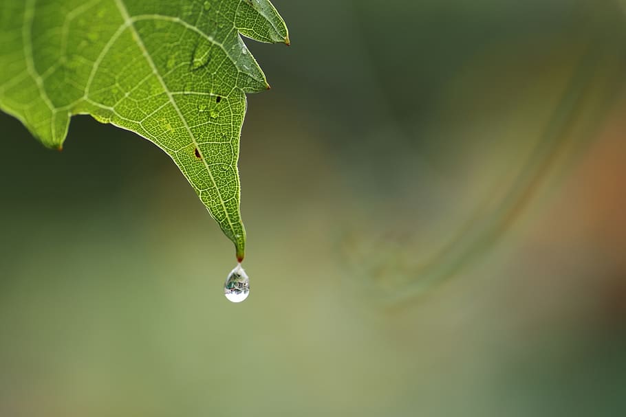 drop, grapes, sheet, macro, rain, leaf, plant part, close-up HD wallpaper