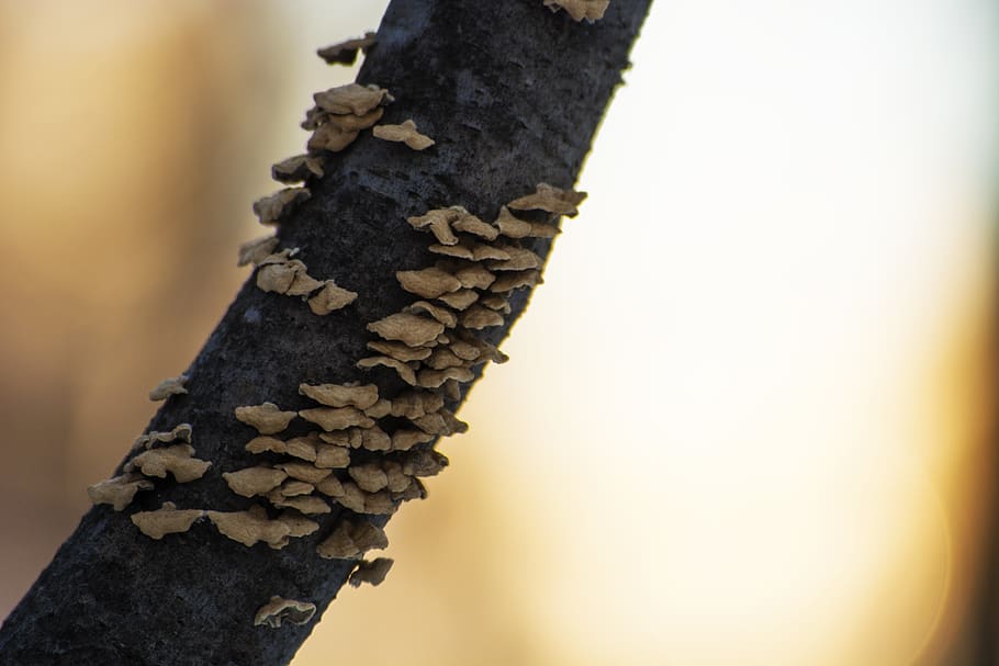 gray branch stem, close-up, tree trunk, focus on foreground, no people HD wallpaper