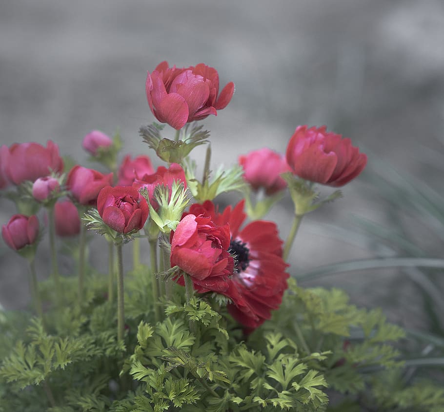 blossom, bloom, annemone, flora, bright, macro, bokeh, spring HD wallpaper
