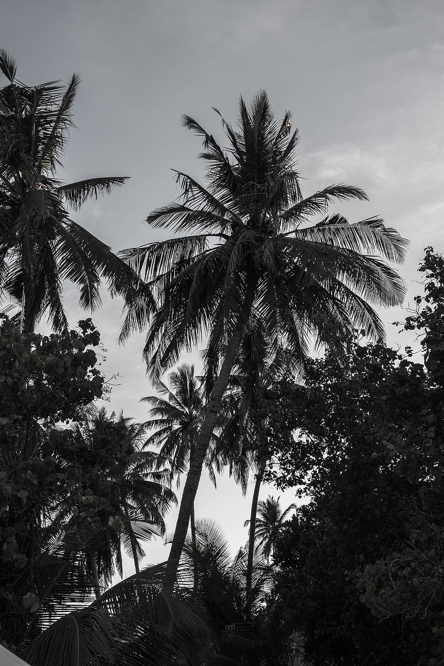 tree, plant, arecaceae, palm tree, summer, maldives, silhouette HD wallpaper