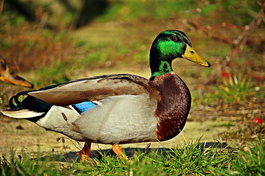 HD wallpaper: duck, bird, drake, animal, nature, water bird, animal ...