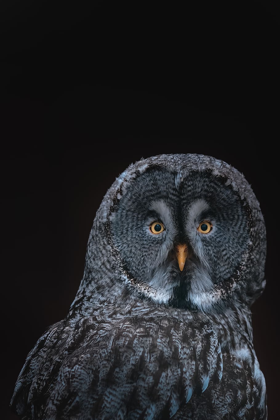 gray owl on black background, one animal, animal themes, studio shot HD wallpaper