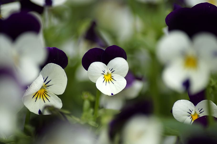 pansy, plant, purple, violet, spring, blossom, bloom, flower, HD wallpaper