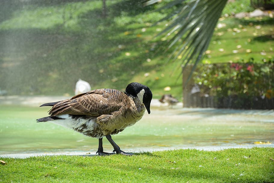 duck, beak, bird, nature, water, grass, park, greenery, landscape HD wallpaper