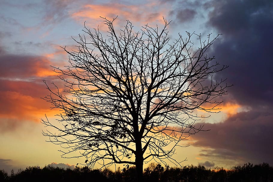 tree, branch, bare tree, silhouette, tree silhouette, winter tree HD wallpaper