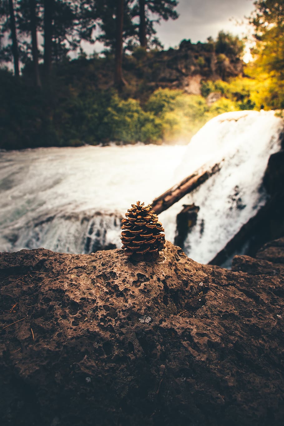 united states, bend, tree, rock, nature, rock - object, selective focus HD wallpaper