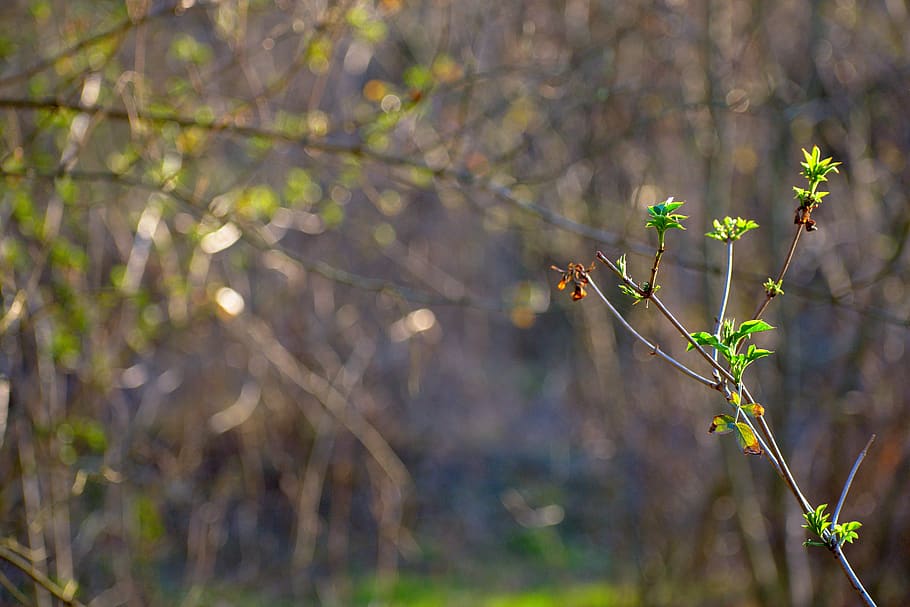 spring, nature, branch, twig, branches, tree, trees, bush, shrubs HD wallpaper