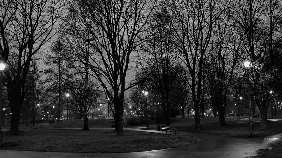 HD wallpaper: poland, kraków, krowoderski park, krakow, trees, night ...