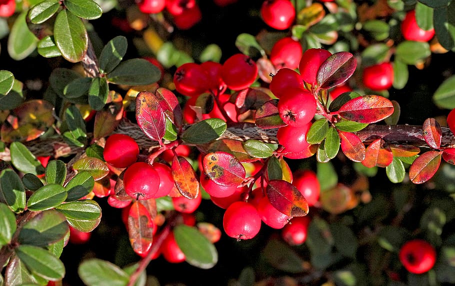 cotoneaster, cotoneaster crown, shrubs, ornamental shrub, low-foaming HD wallpaper