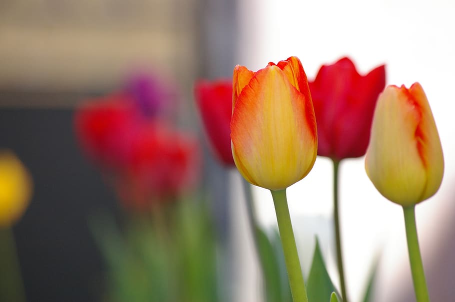 tulip, yellow, red, violet, flower, spring, petal, garden, nature HD wallpaper