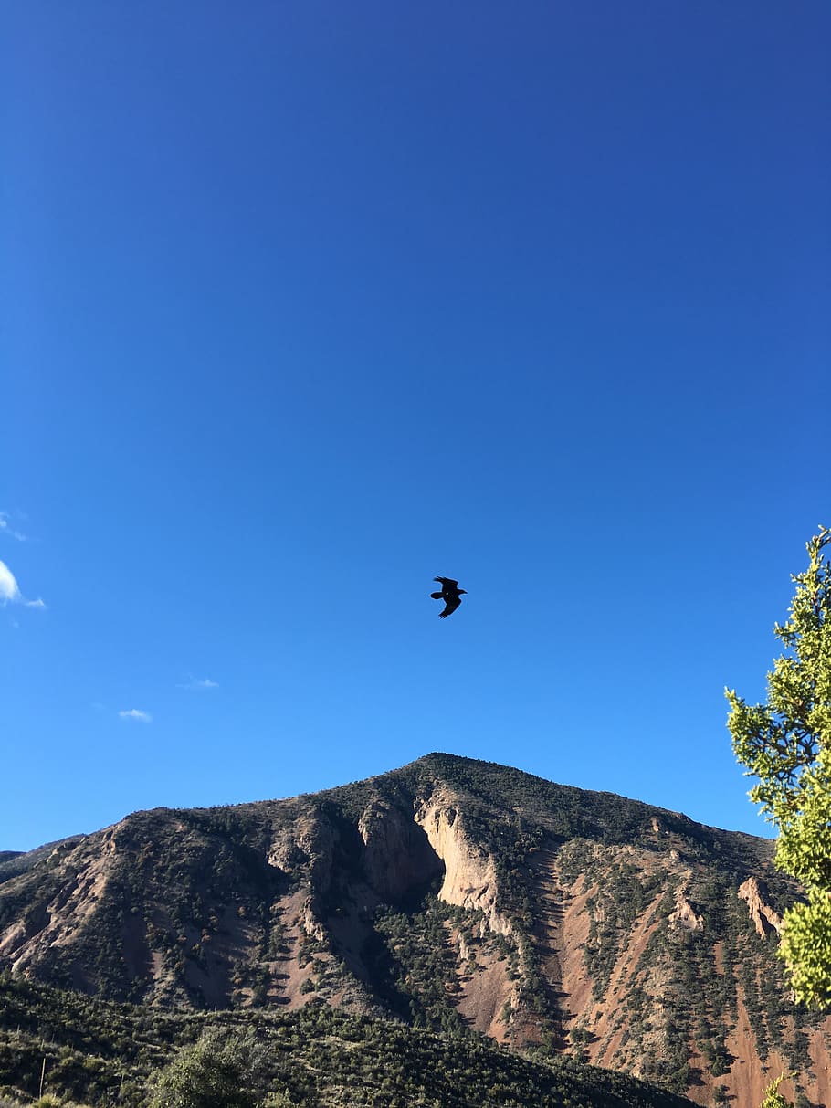 mountain, bird, sky, blue, beauty in nature, low angle view HD wallpaper