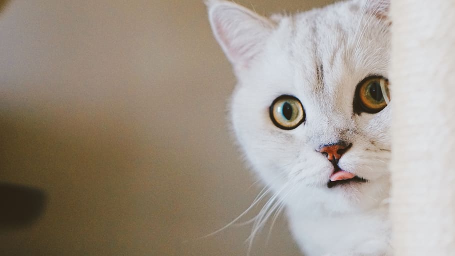 cat, domestic cat, feline, pets, animal themes, one animal HD wallpaper