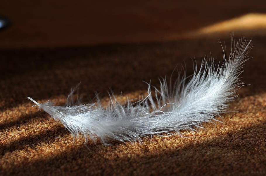 feather, bird, white, nature, light, close-up, lightweight HD wallpaper