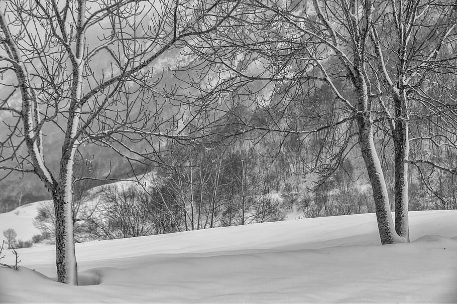 spain, valle de lago, trees, snow, forest, winter, cold temperature HD wallpaper
