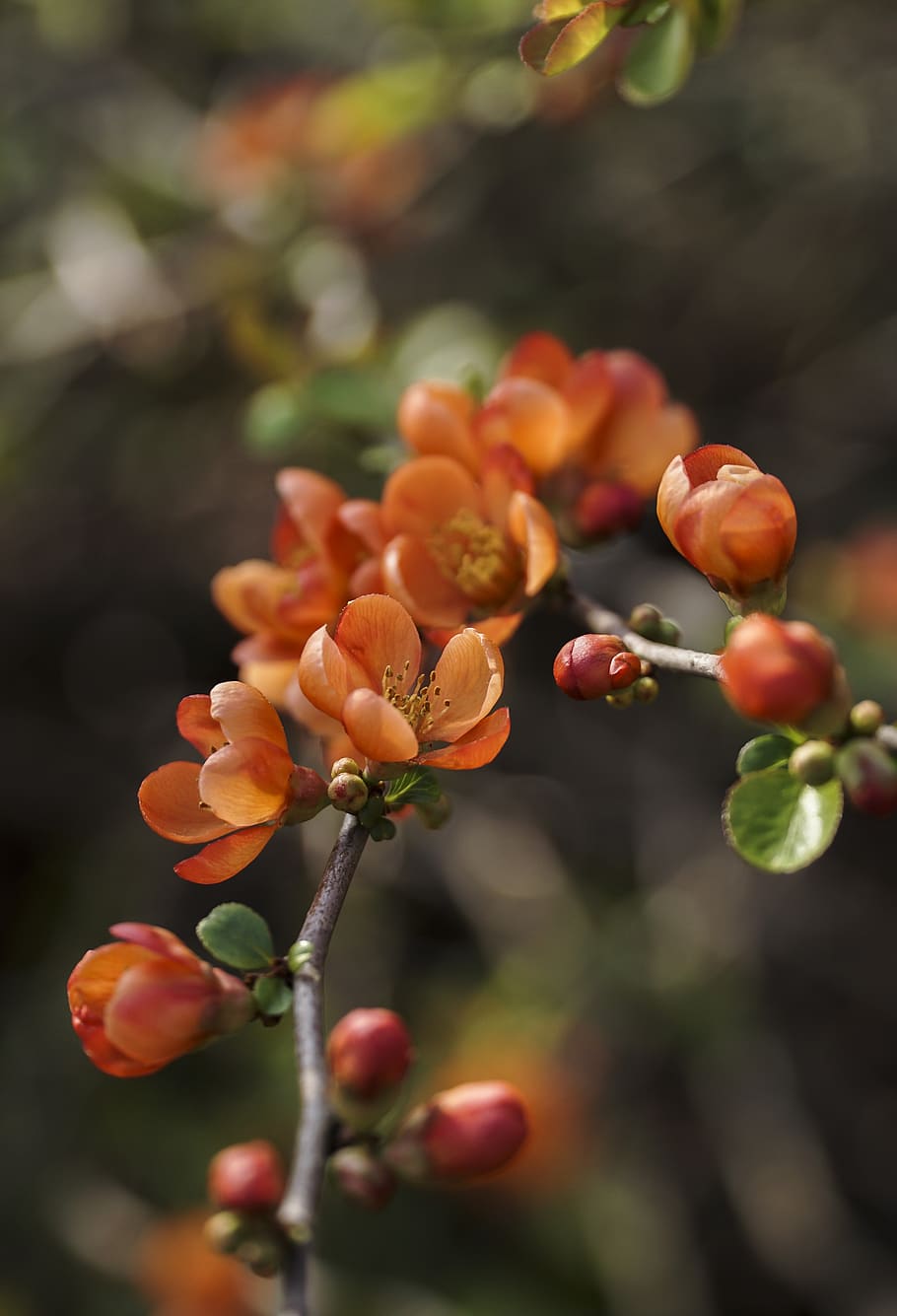flowers, orange, plant, nature, garden, spring, flora, growth HD wallpaper