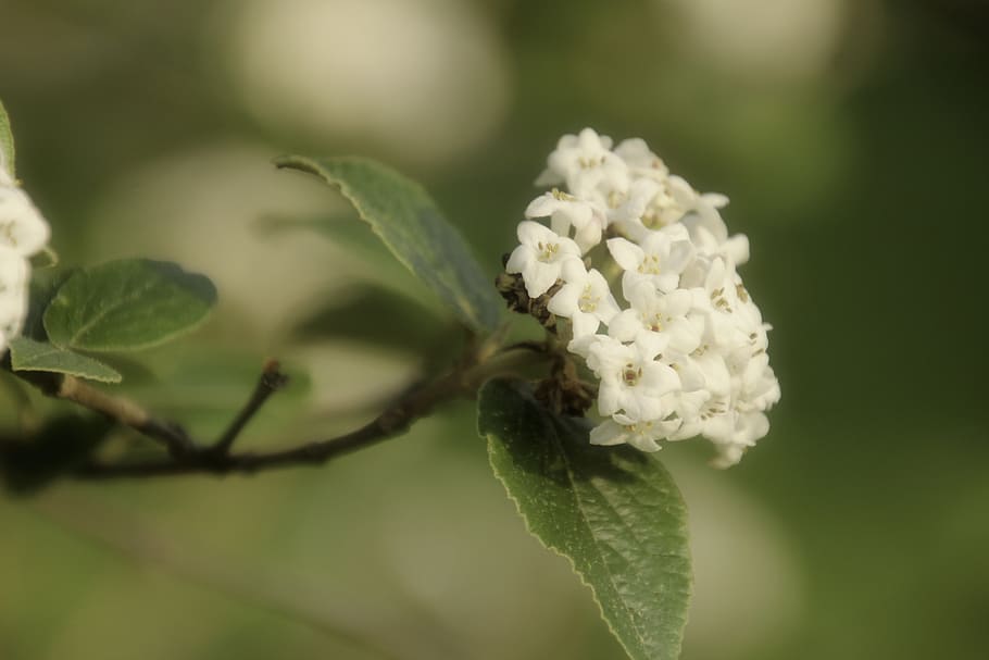 leaf, nature, flora, flower, tree, outdoors, closeup, plant HD wallpaper