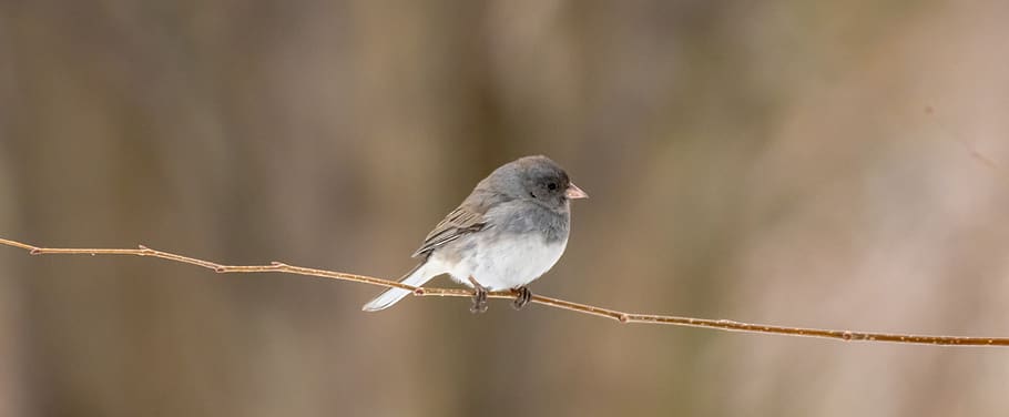 backyard, wildlife, birdwatching, perch, tree, branch, feathers HD wallpaper