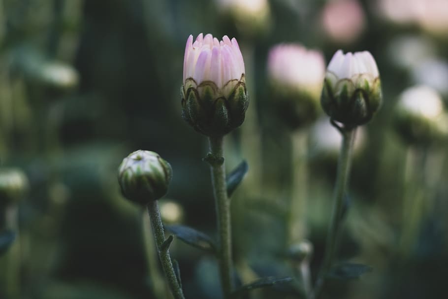 flowers, daisies, bloom, bud, leaves, stem, petals, plant, flowering plant HD wallpaper