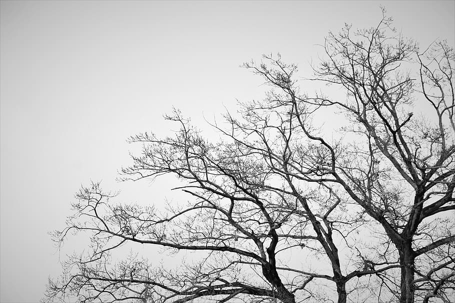 trees, bandw, life, branch, plant, low angle view, sky, bare tree HD wallpaper