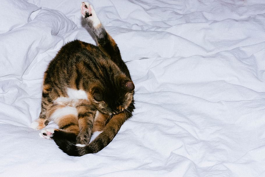brown tabby cat on white textile, animal themes, domestic, pets HD wallpaper