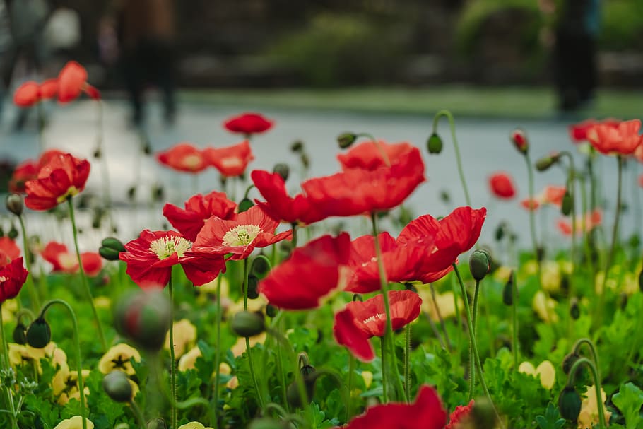 red flowers field, plant, blossom, geranium, poppy, petal, anemone HD wallpaper