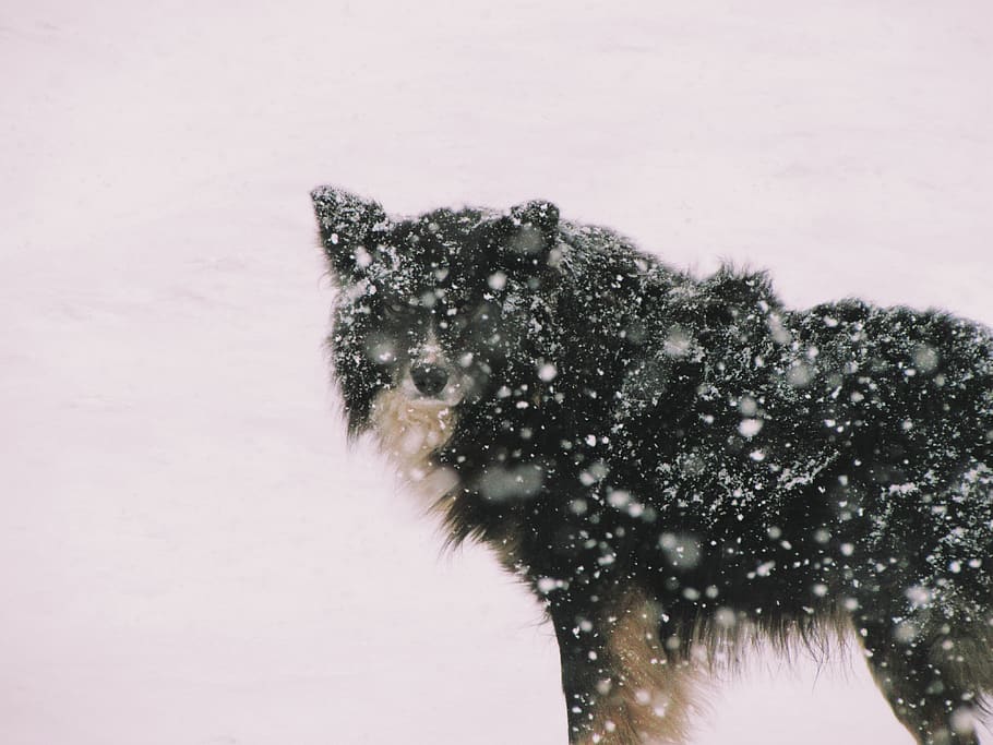 argentina, ushuaia, snow, winter, cold temperature, animal HD wallpaper
