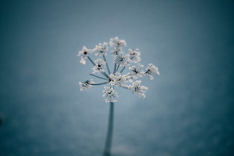 white dandelion, plant, flower, apiaceae, blossom, latvia, food HD wallpaper