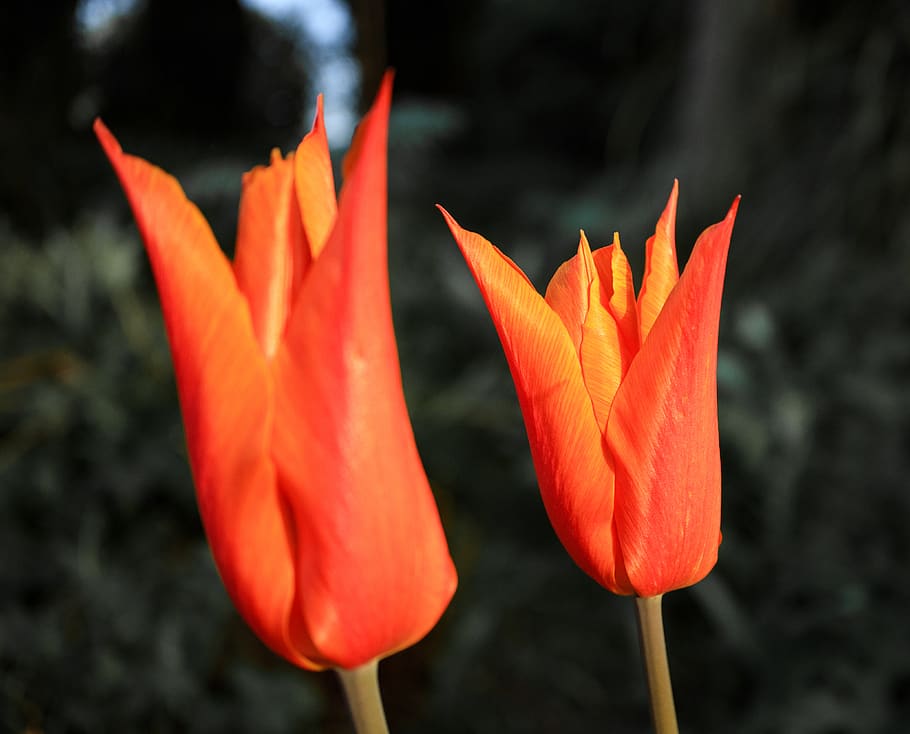 red flower, close-up, focus on foreground, orange color, freshness HD wallpaper
