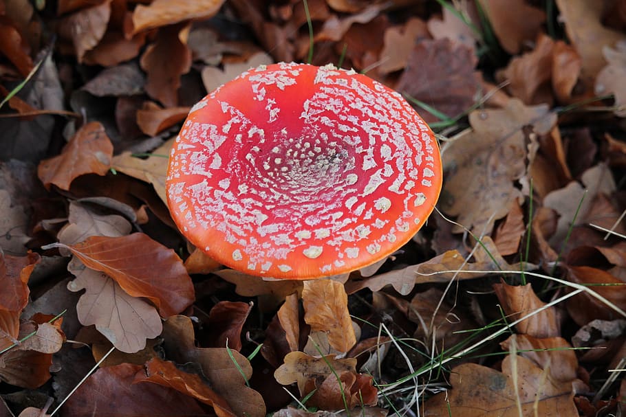 forest, color, autumn, landscape, autumn forest, vote, mushroom, HD wallpaper