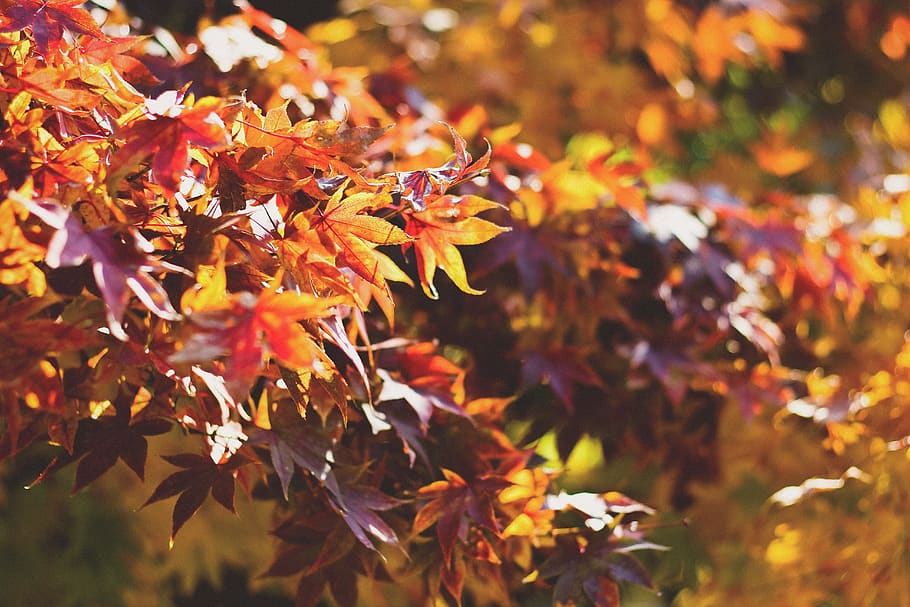 leaves, leaf, fall, autumn, foliage, season, red, yellow, bright HD wallpaper