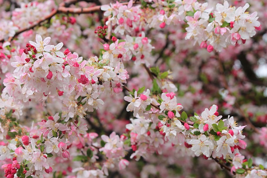 spring, bloom, blossom, cherry, flowering plant, pink color HD wallpaper
