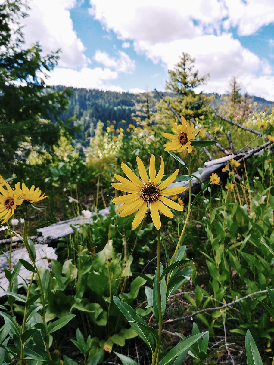 plant, flower, blossom, asteraceae, daisies, daisy, payette lake, HD wallpaper