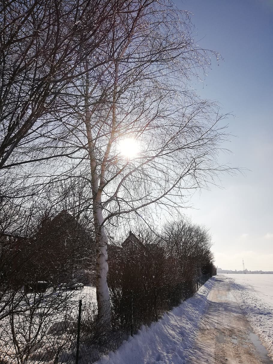 winter, sun, nature, cold, wintry, trees, mood, snow, cold temperature HD wallpaper