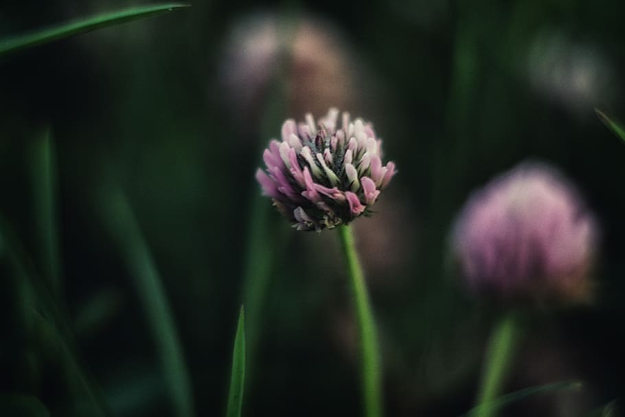 field, nature, flower, flowering plant, beauty in nature, freshness HD wallpaper