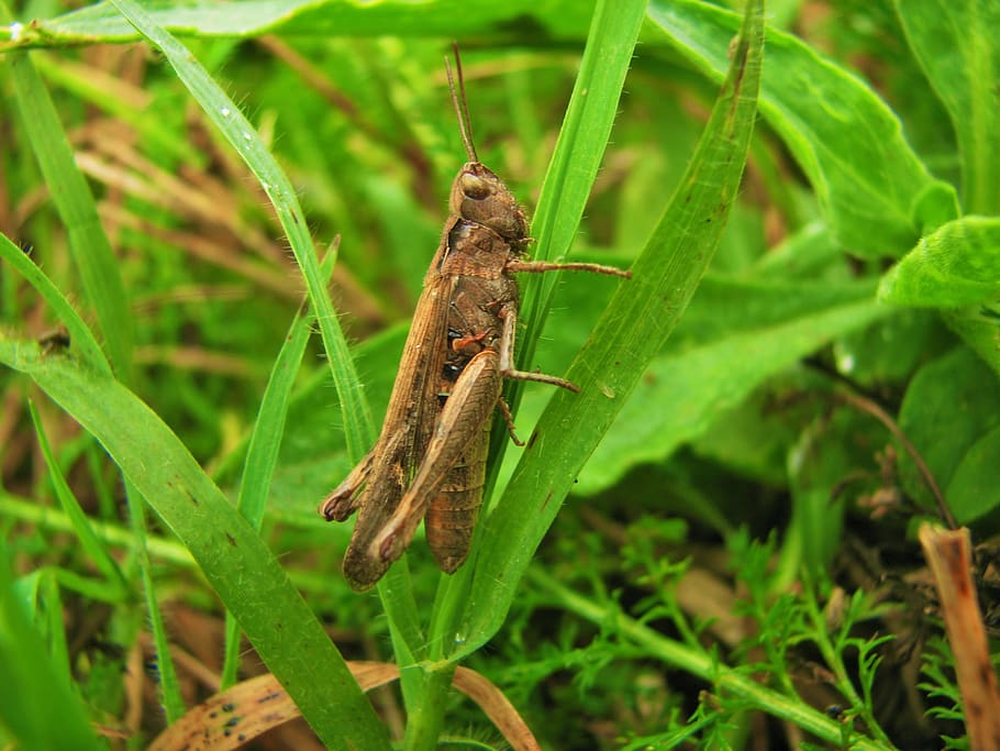 hungary, grass, macro, animal, nature, grasshopper, animal themes HD wallpaper