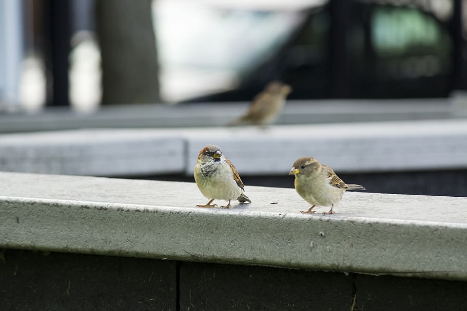 two birds perched on concrete ledge, animal themes, vertebrate HD wallpaper