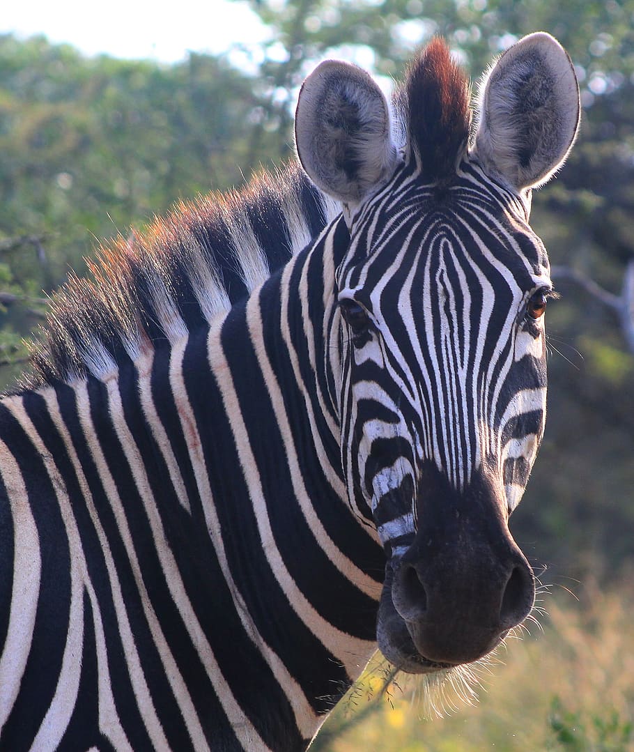 zebra, wildlife, animal, nature, safari, game, eyes, standing, HD wallpaper