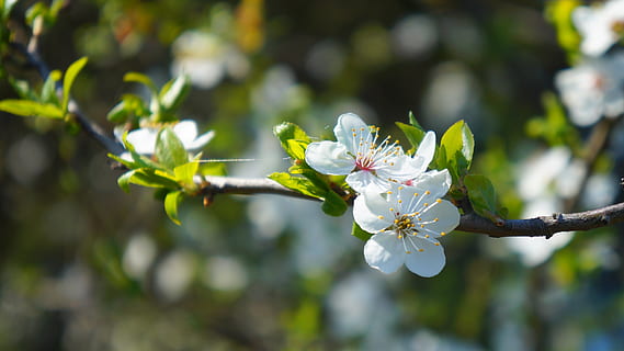 nature, plants, flowers, spring, sprig, tree, fruit, meadow HD wallpaper