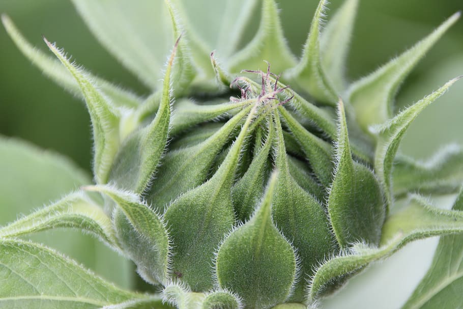 Green Plant, bud, close-up, flower, sun flower, green color, growth HD wallpaper
